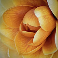 Nature's Heartbeat