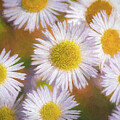 Daisy Love