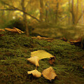 Fairie Circle