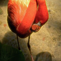 Flamingo No. 2