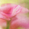 Graceful Beauty