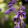 Purple Love