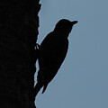 Silhouette